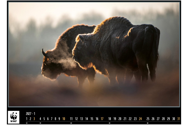 CALENDARI Bildkalender 2027 36206301 WWF Wildlife ML 34x48cm