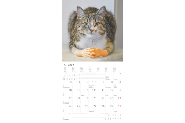 ALPHA EDI Bildkalender 2027 161197 Funny Cats ML 30x30cm