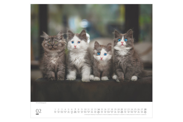 DUMONT Bildkalender 2027 261893 Stubentiger ML 38x35.5cm