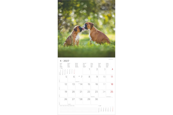 ALPHA EDI Bildkalender 2027 161058 Hunde ML 30x30cm