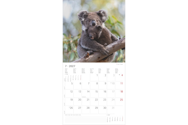 ALPHA EDI Bildkalender 2027 161887 Tierbabys ML 30x30cm