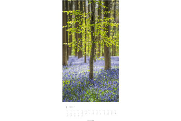 WEINGARTE Bildkalender 2027 315020027 Im Wald DE 33x68cm