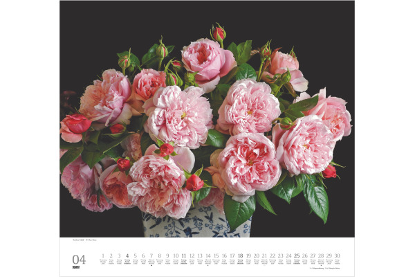 DUMONT Bildkalender 2027 261185 Rosen ML 38x35.5cm