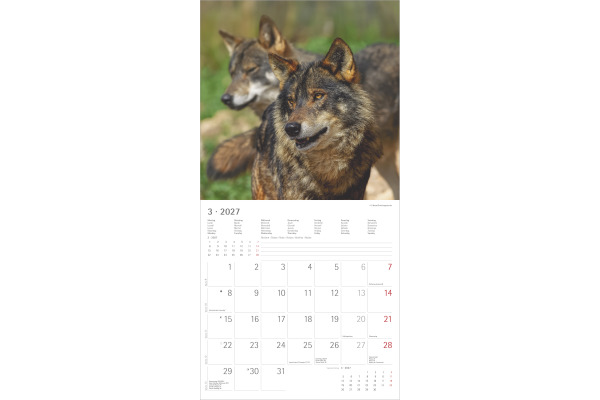 ALPHA EDI Bildkalender 2027 161061 Wölfe ML 30x30cm