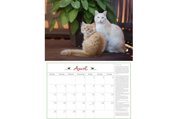 DUMONT Bildkalender 2027 261069 Katzen DE 42x29cm
